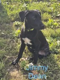 A young medium-sized male Pointer dog named Jimmy Dean for adoption in Welling, OK