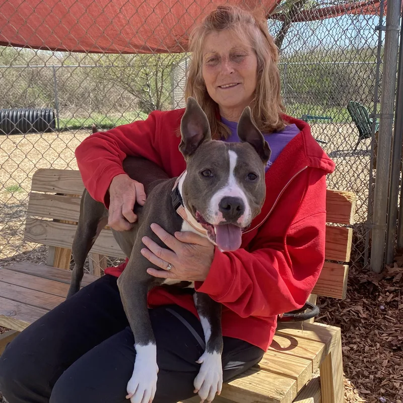An adult medium-sized female Gray / Blue / Silver Terrier dog named Anisa Gci Trained Graduate for adoption in Elyria, OH