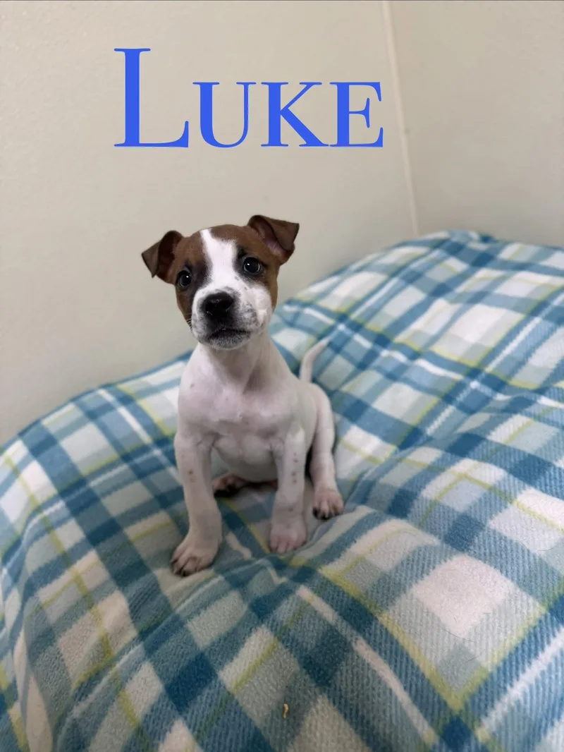 A baby medium-sized male White / Cream Mixed Breed dog named Luke for adoption in Douglas, MA