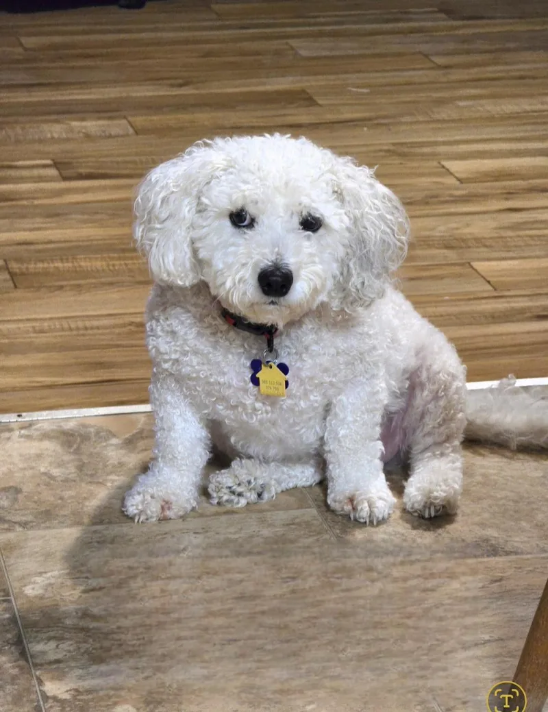 Teddy