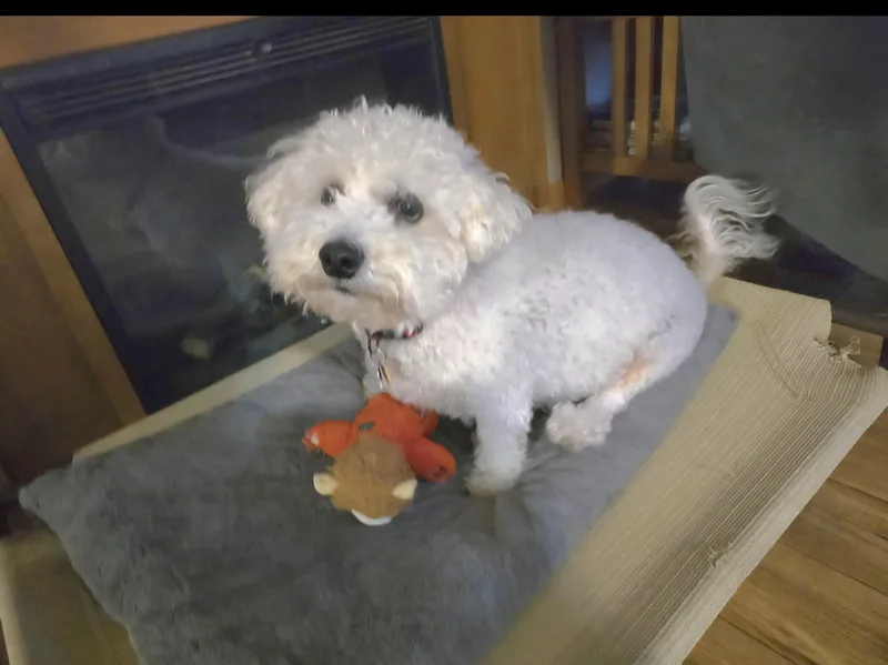 Teddy thumbnail 3