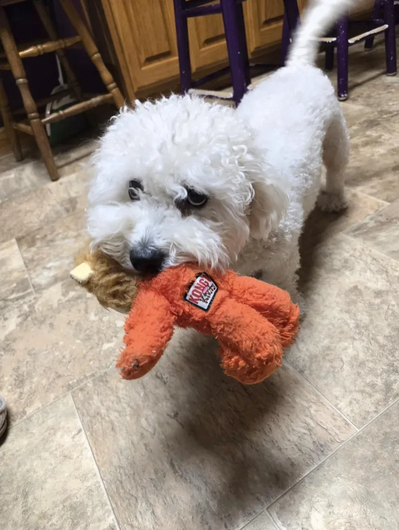 Teddy thumbnail 4