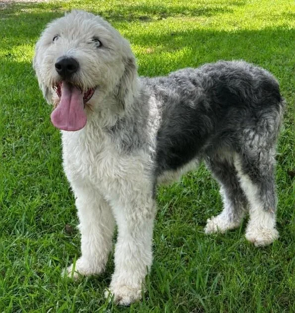 A young medium-sized female Old English Sheepdog dog named Duchess for adoption in Washington, DC