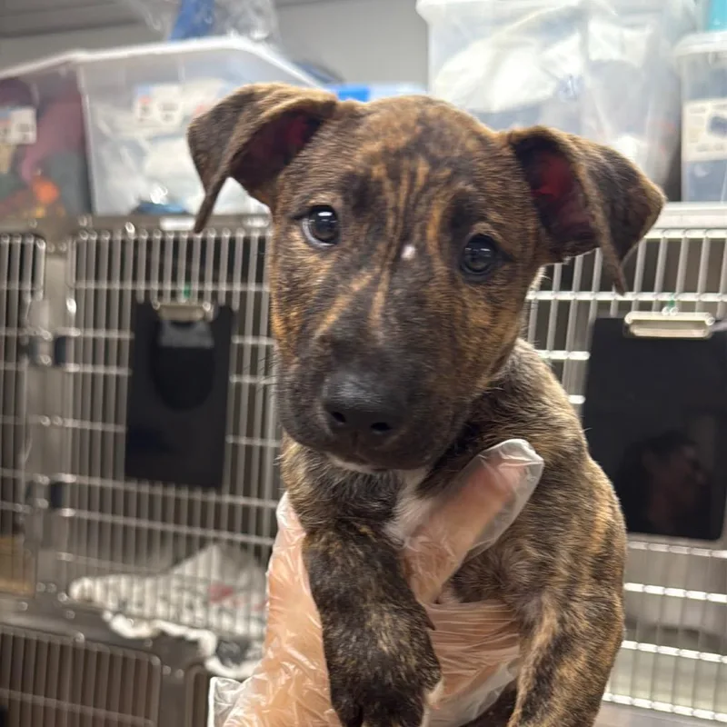 A baby small-sized male Terrier dog named Billy A for adoption in Mission Hills, CA