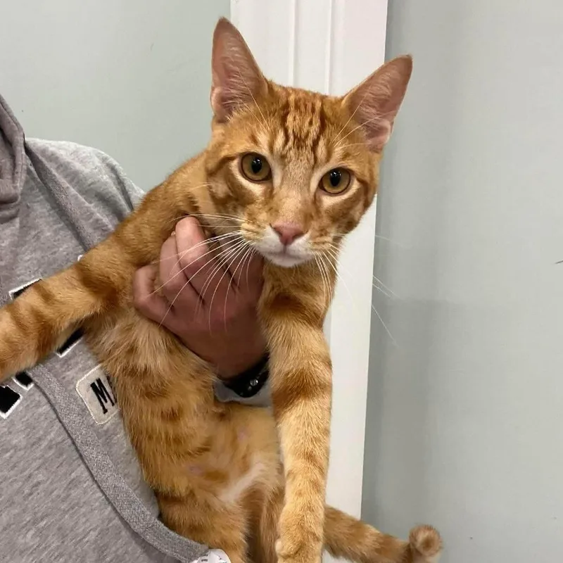 A young large-sized male Orange / Red Domestic Short Hair cat named Kirby for adoption in Fort Lauderdale, FL