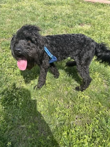 A young medium-sized male Labradoodle dog named Gucci for adoption in Osage Beach, MO