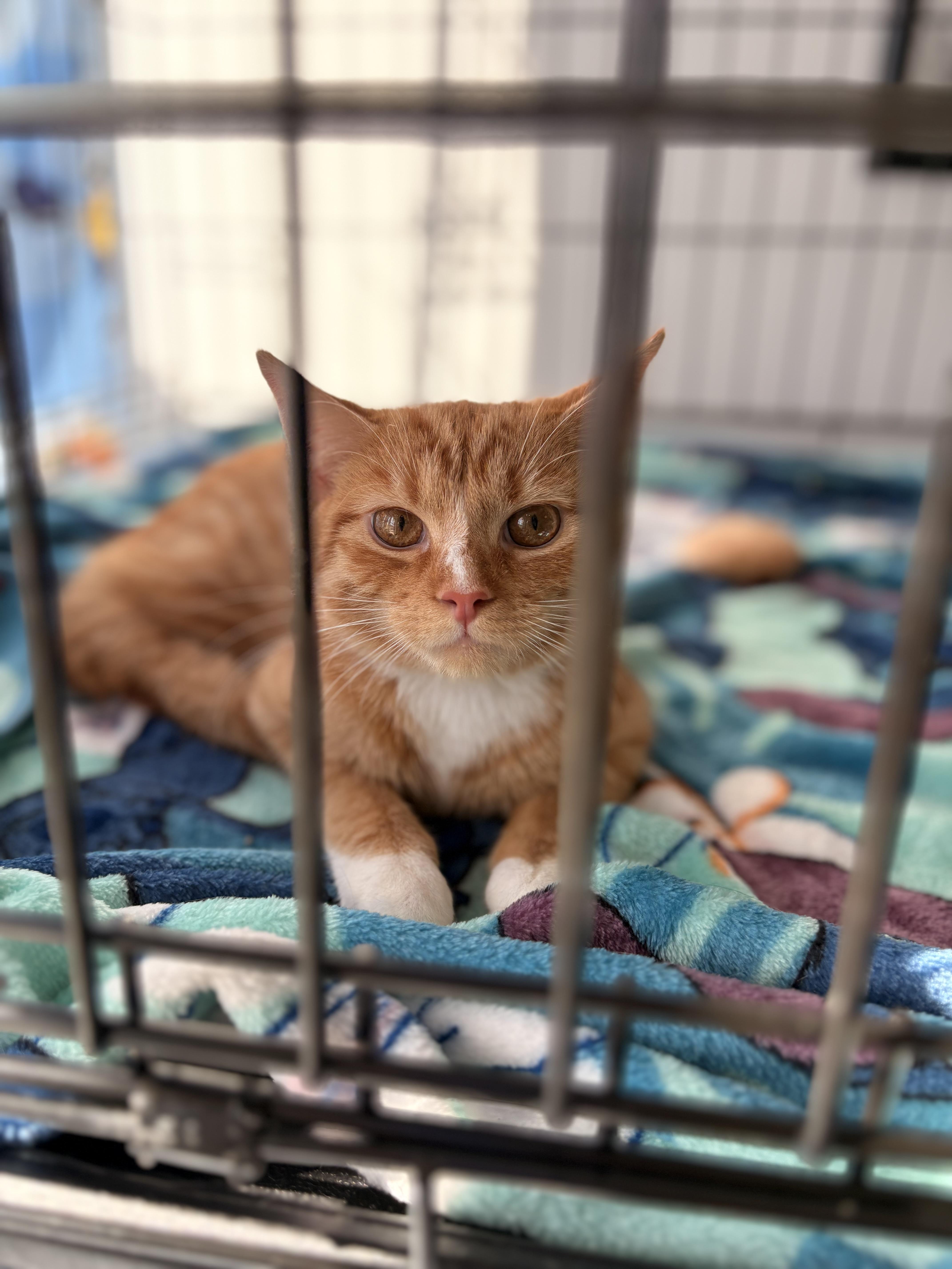 A young medium-sized male Orange & White Domestic Short Hair cat named Cheddar Cheese for adoption in Austintown, OH