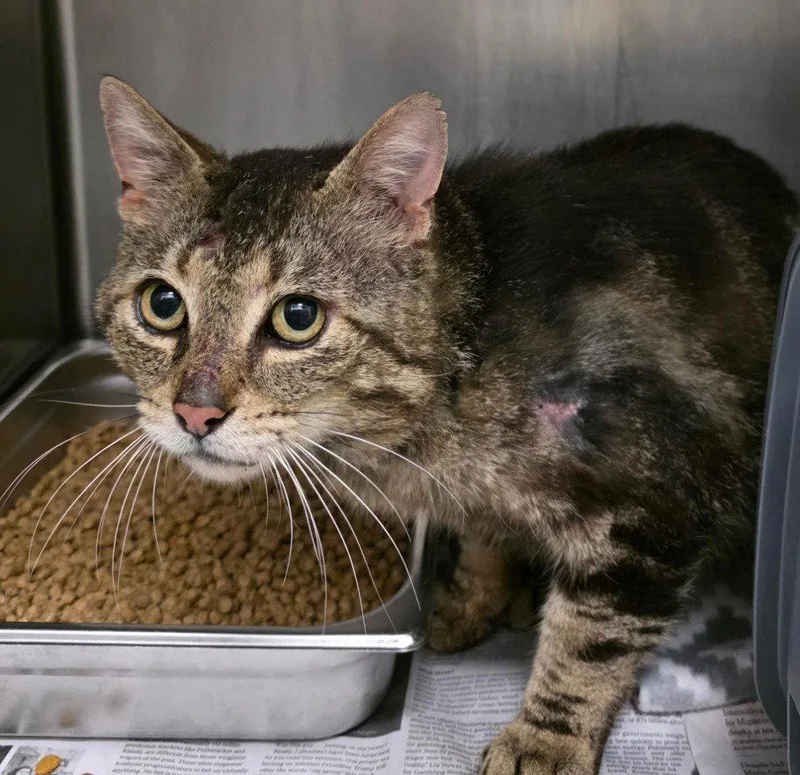 An adult large-sized male Domestic Short Hair cat named Fc Jax for adoption in Glen Allen, VA
