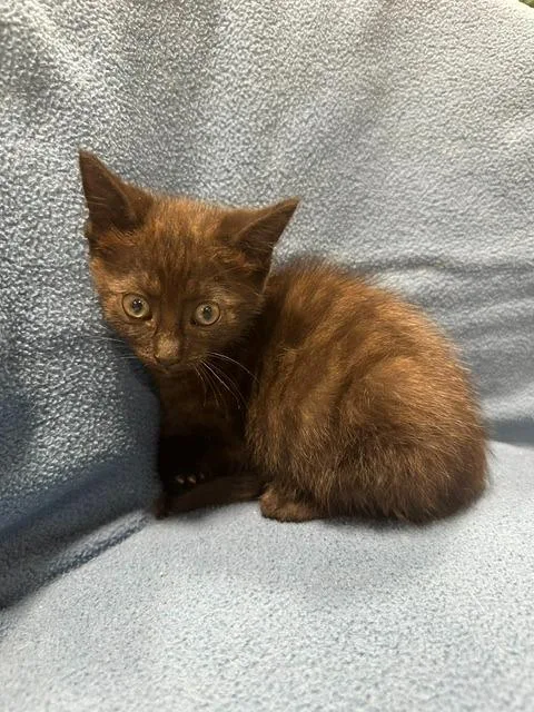 A young small-sized male Black Domestic Short Hair cat named Phoenix for adoption in Webster City, IA