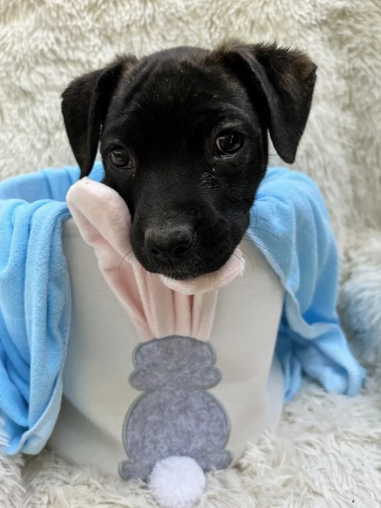 Clover Mae thumbnail 3