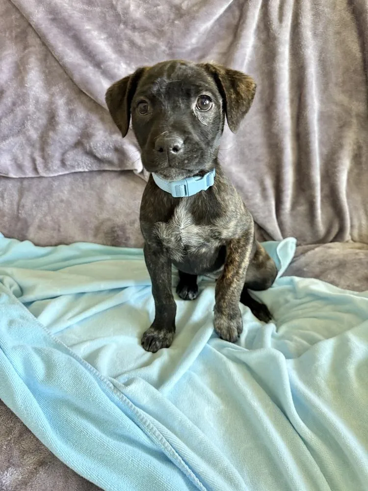 Clover Mae thumbnail 4