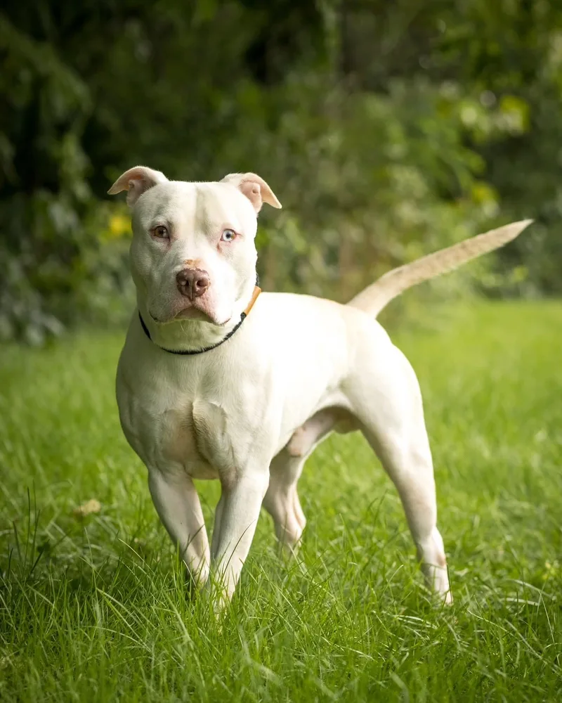 A young large-sized male White / Cream American Bully dog named Lightning Mcqueen for adoption in Bridgeport, CT