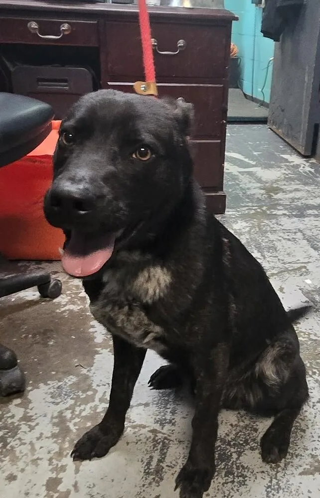An adult medium-sized male Tricolor (Brown, Black, & White) Labrador Retriever dog named Bowser for adoption in New Lexington, OH