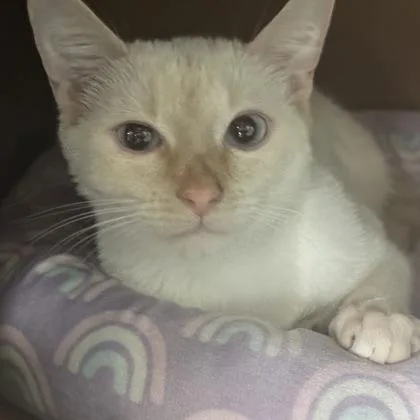 A young medium-sized female Siamese cat named Lima Bean $ for adoption in Seneca, SC