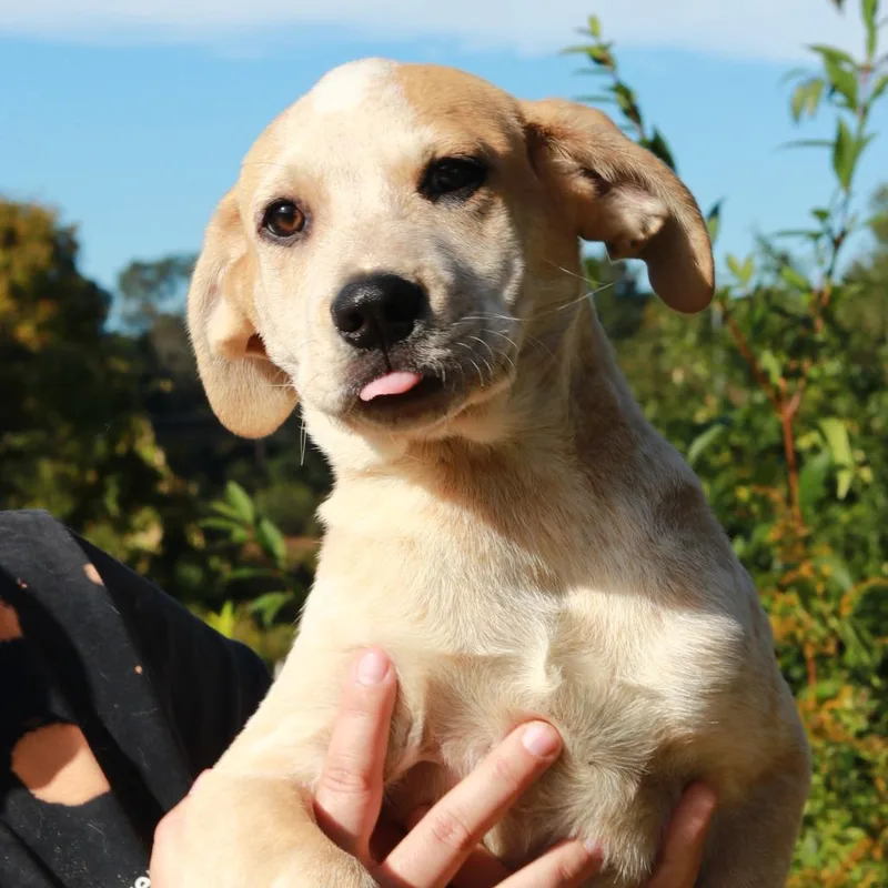 A baby small-sized female Anatolian Shepherd dog named CT Sweet Pea for adoption in Stormville, NY