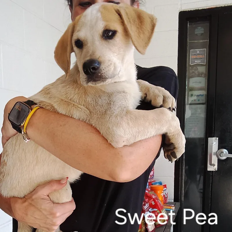 CT Sweet Pea thumbnail 6