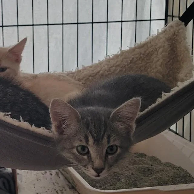 A baby small-sized male Gray / Blue / Silver Domestic Short Hair cat named Wonder for adoption in Grand Island, NE
