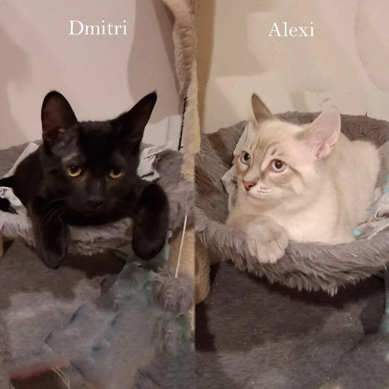 Alexi & Dmtir Bonded thumbnail 3