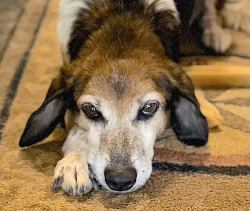 A senior medium-sized male Tricolor (Brown, Black, & White) Beagle dog named Spin for adoption in Tomball, TX