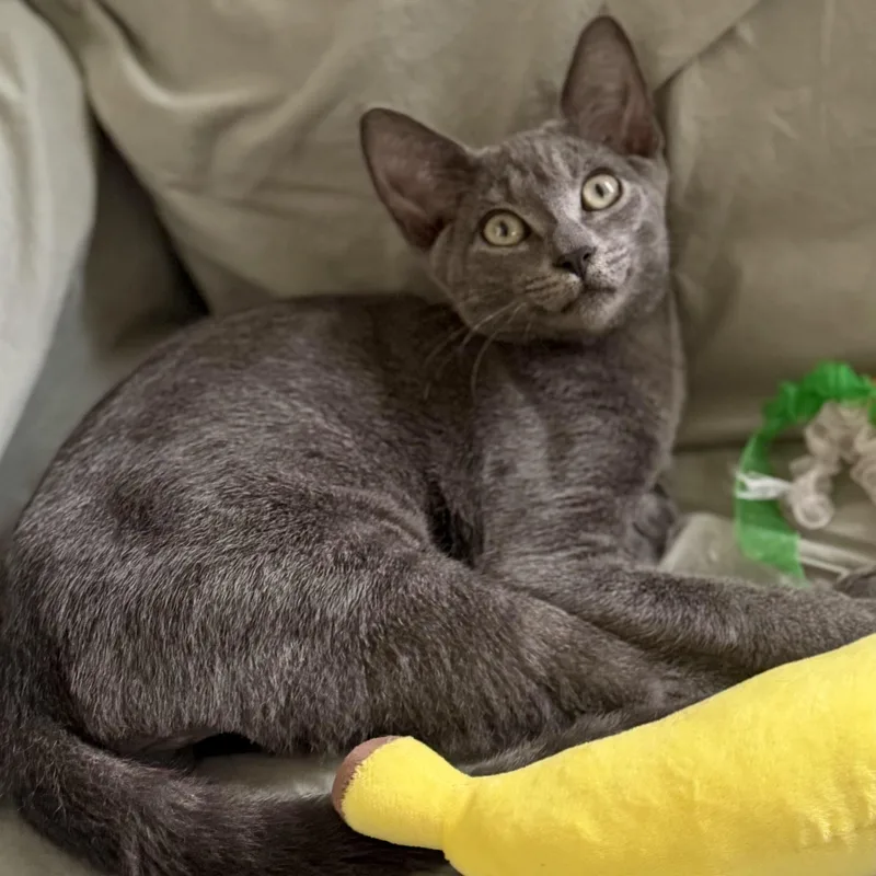 A baby small-sized male Gray / Blue / Silver Domestic Short Hair cat named Ryegrass for adoption in Richmond, VA
