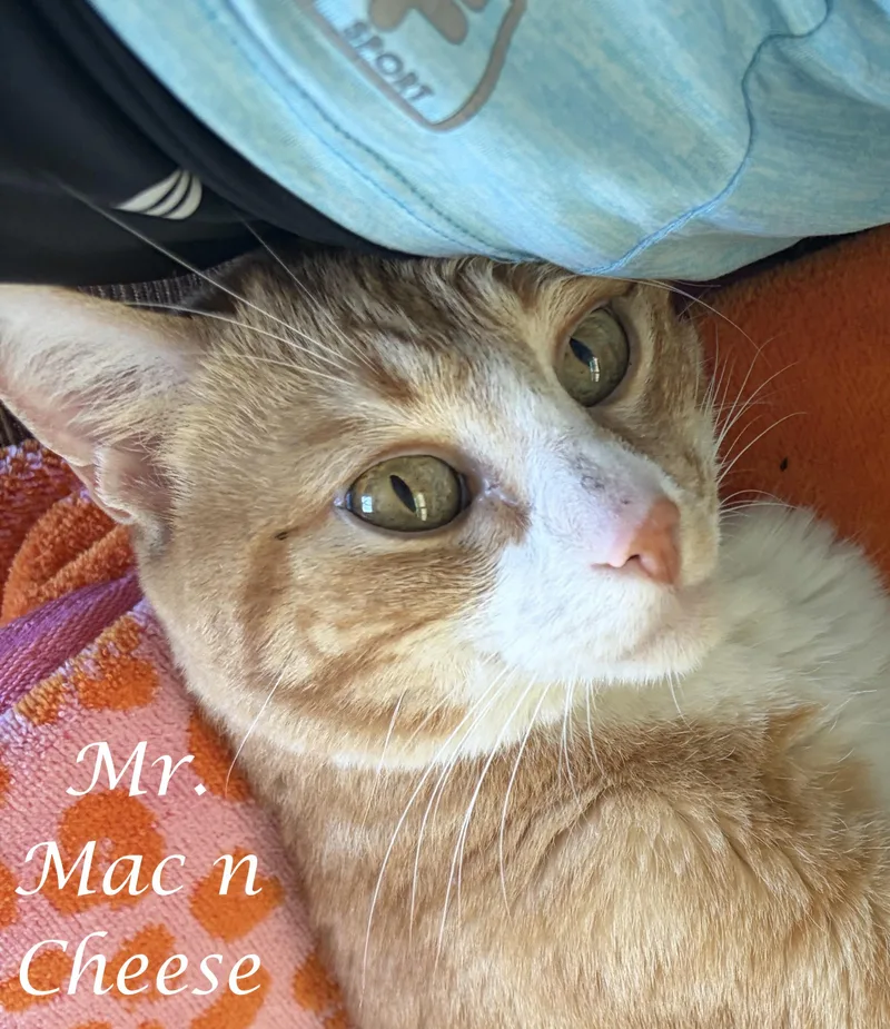A young medium-sized male Orange & White Domestic Short Hair cat named Mr. Mac 'n Cheese for adoption in Monrovia, CA