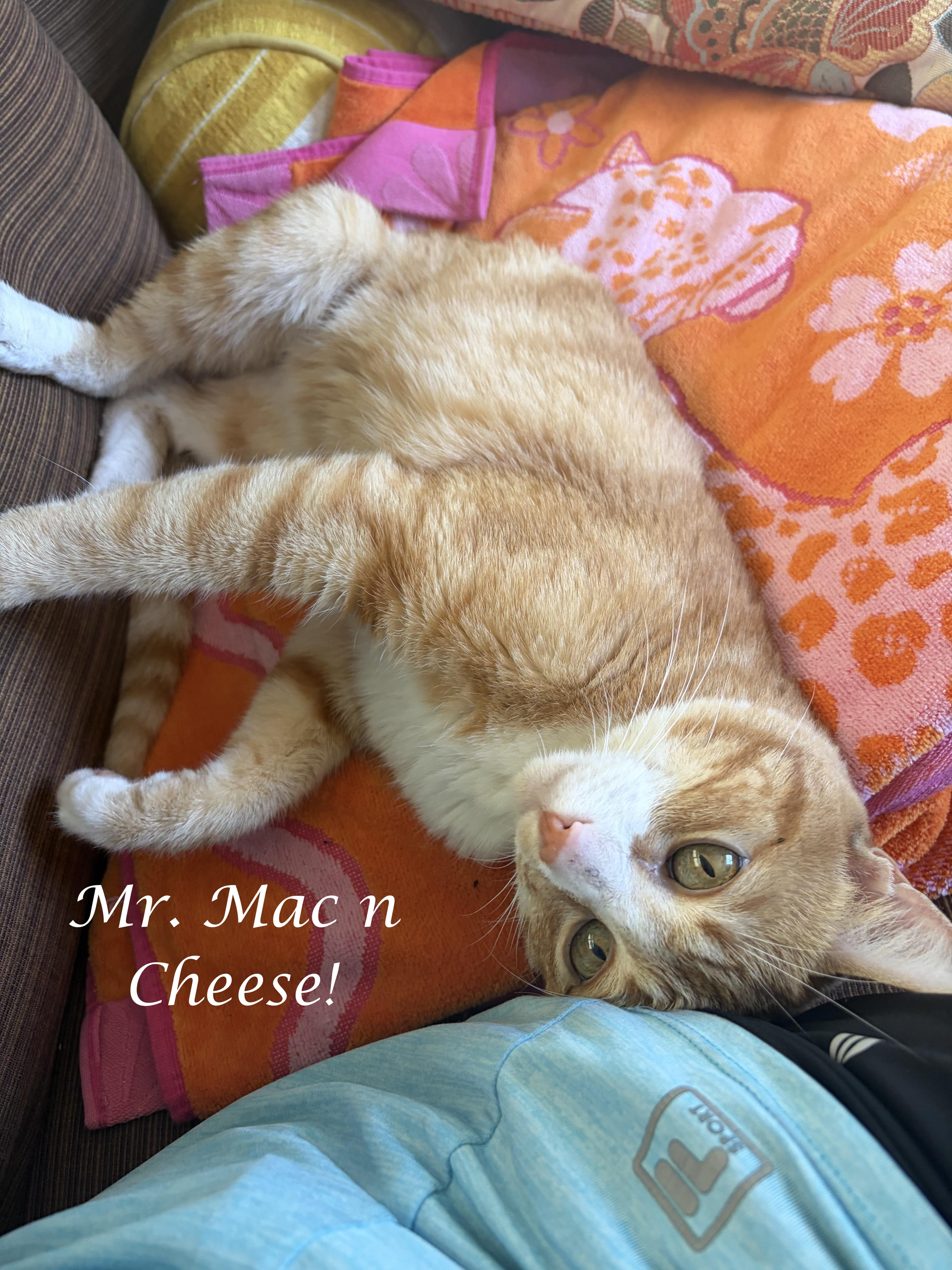 Mr. Mac 'n Cheese thumbnail 2