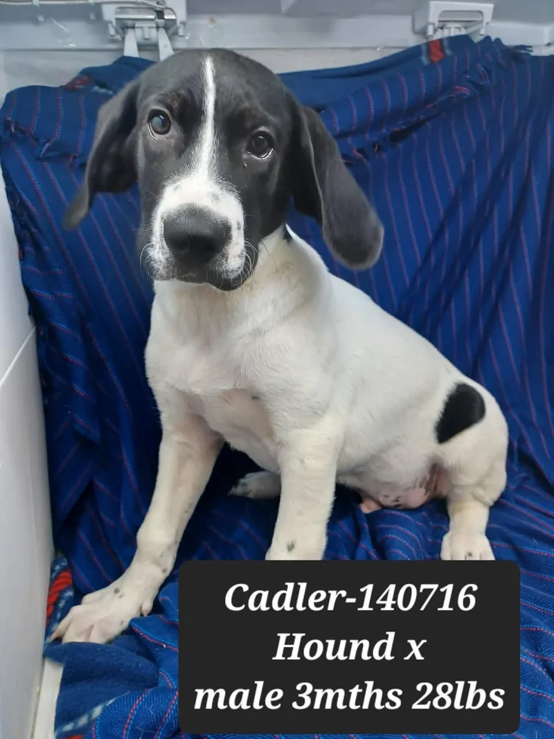 A baby medium-sized male Bicolor Coonhound dog named Cadler for adoption in New York, NY