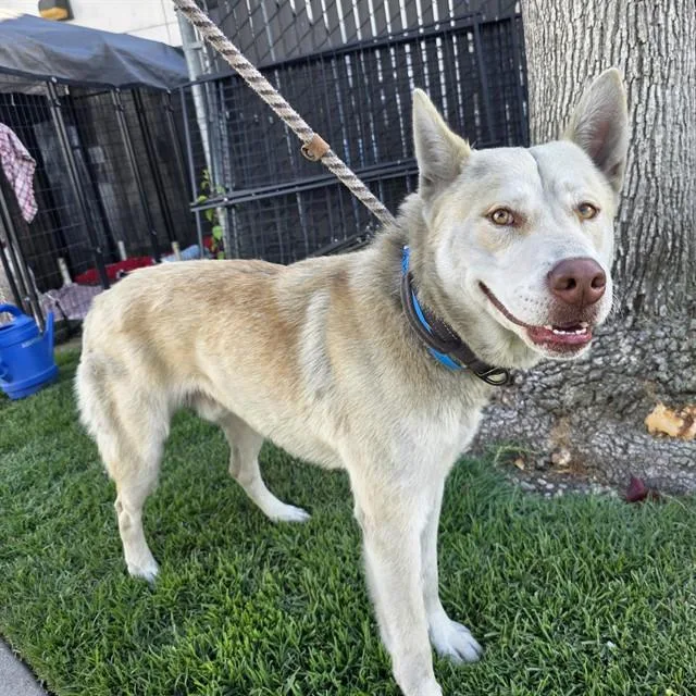 A young medium-sized male Siberian Husky dog named Haze for adoption in Long Beach, CA