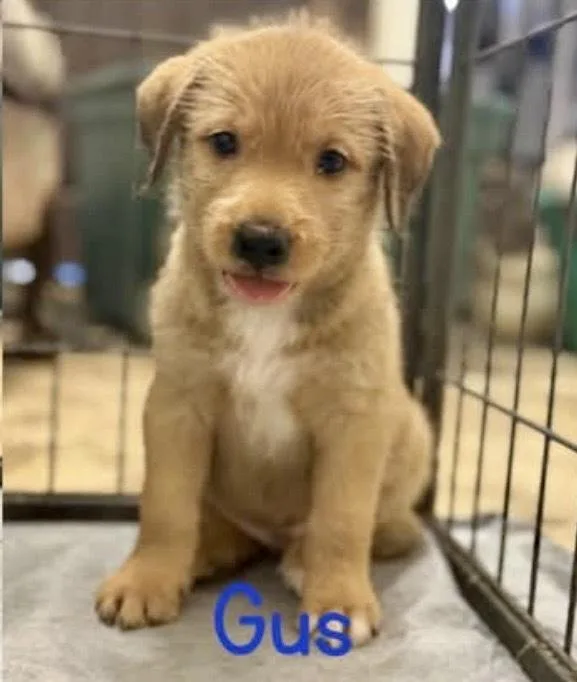 A baby small-sized male Yellow / Tan / Blond / Fawn Australian Shepherd dog named Gus for adoption in Tulsa, OK