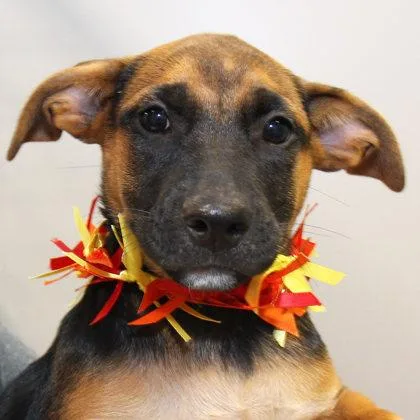 A young medium-sized female Black Mixed Breed dog named Indigo Bunting for adoption in Lansing, MI