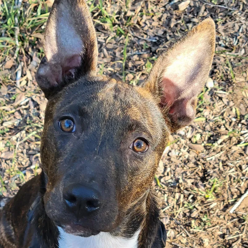 A young medium-sized male Brindle Dutch Shepherd dog named Leggs for adoption in Seguin, TX
