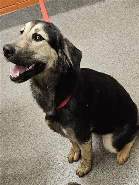 A young medium-sized female German Shepherd Dog dog named Coral for adoption in Huntsville, AL