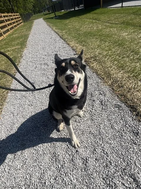 An adult extra large-sized female Siberian Husky dog named Tonja for adoption in Indianapolis, IN