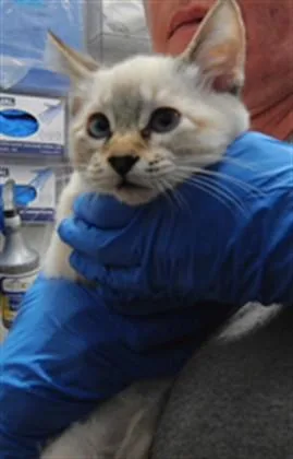 A baby small-sized male Domestic Short Hair cat named Timmy for adoption in Albuquerque, NM