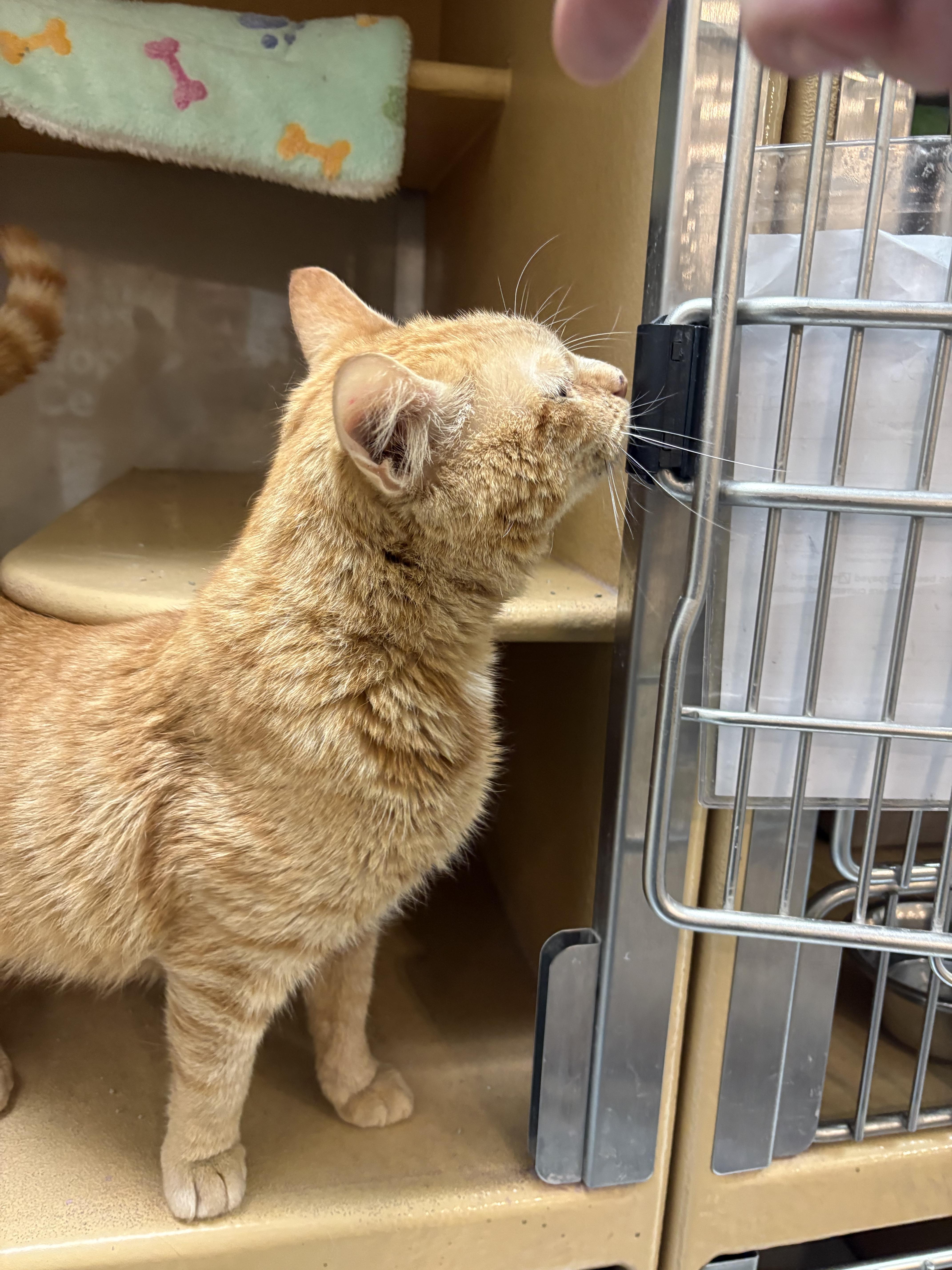 An adult medium-sized male Tabby (Orange / Red) Domestic Short Hair cat named Fanta for adoption in Mayfield, NY