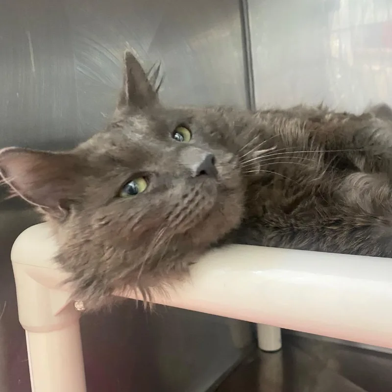 A young medium-sized male Domestic Short Hair cat named Ridge for adoption in Fall River, MA