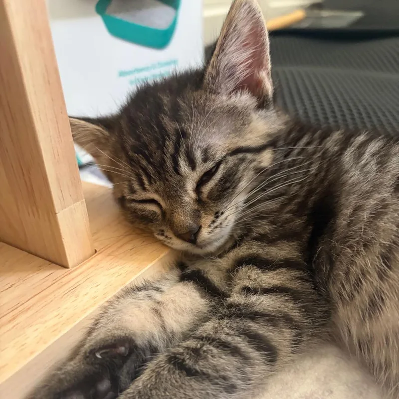 A baby small-sized female Torbie Domestic Short Hair cat named Samantha for adoption in Escondido, CA
