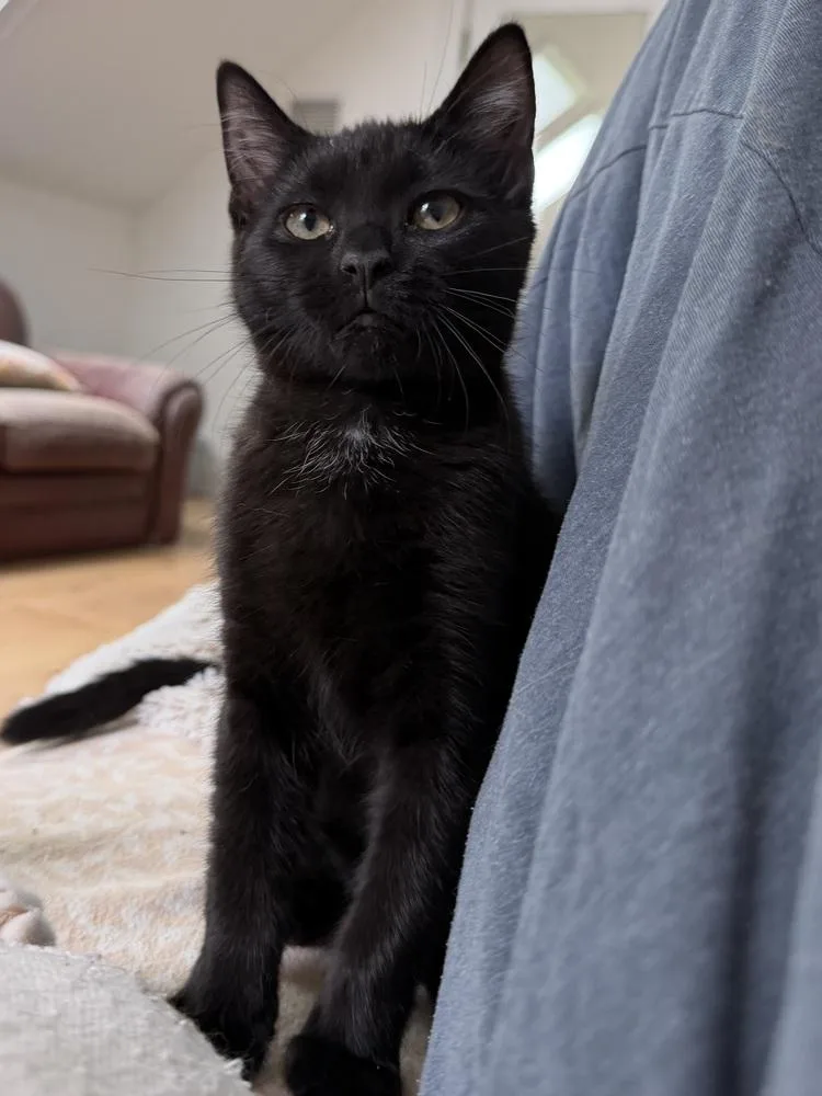 A baby small-sized female Domestic Short Hair cat named Teletubbies:  Dipsy for adoption in Warren, CT