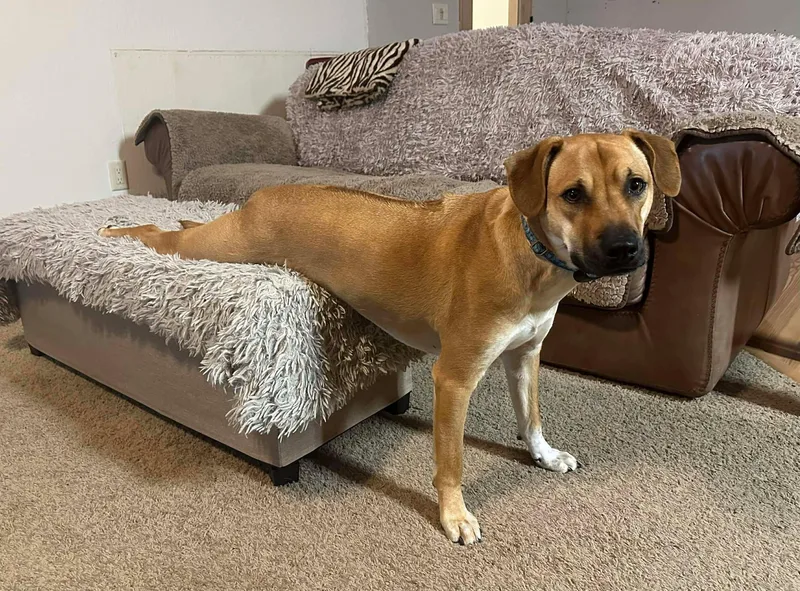 Toby Aka Trace thumbnail 2