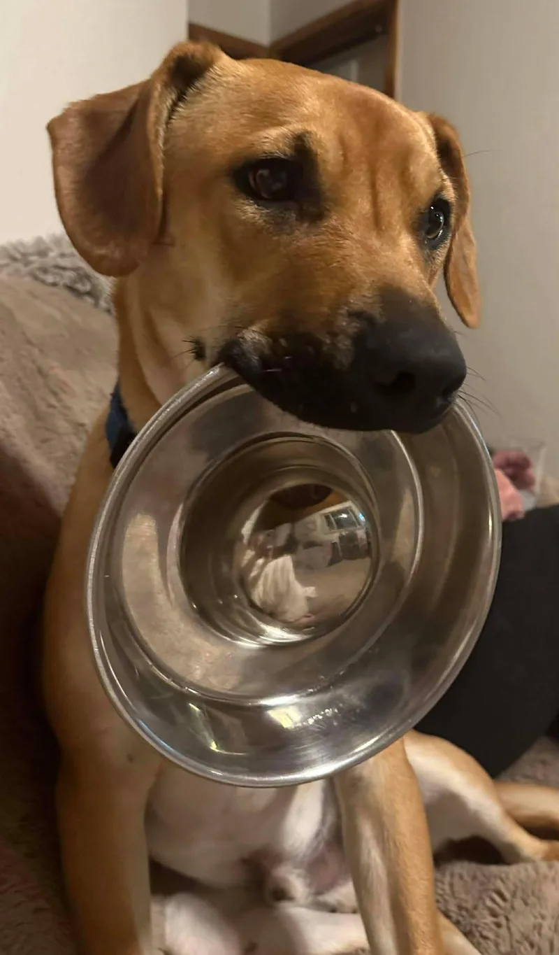 Toby Aka Trace thumbnail 3