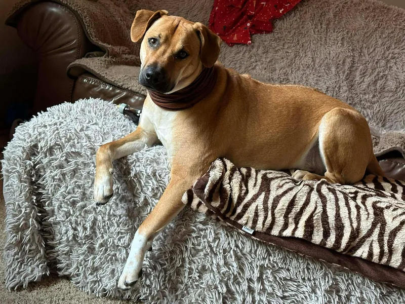 Toby Aka Trace thumbnail 4