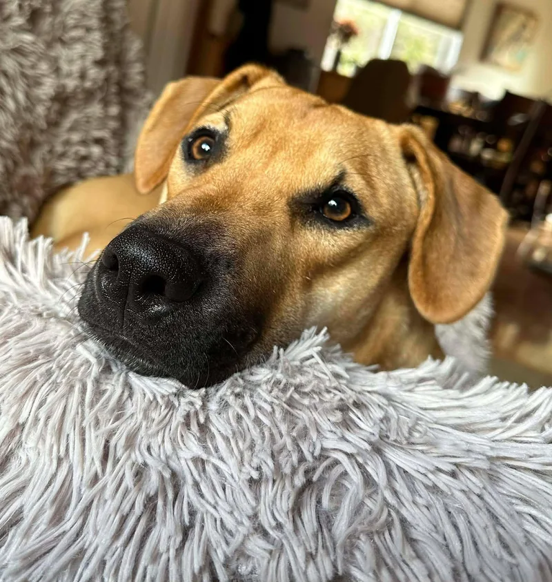 Toby Aka Trace thumbnail 5