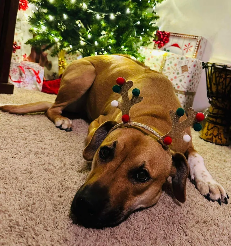 Toby Aka Trace thumbnail 6