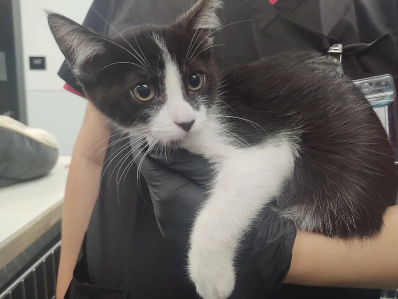 A baby small-sized male Domestic Short Hair cat named Mr. Smithers for adoption in Chico, CA