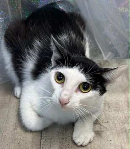 A baby medium-sized female Domestic Short Hair cat named Zelda for adoption in Shreveport, LA