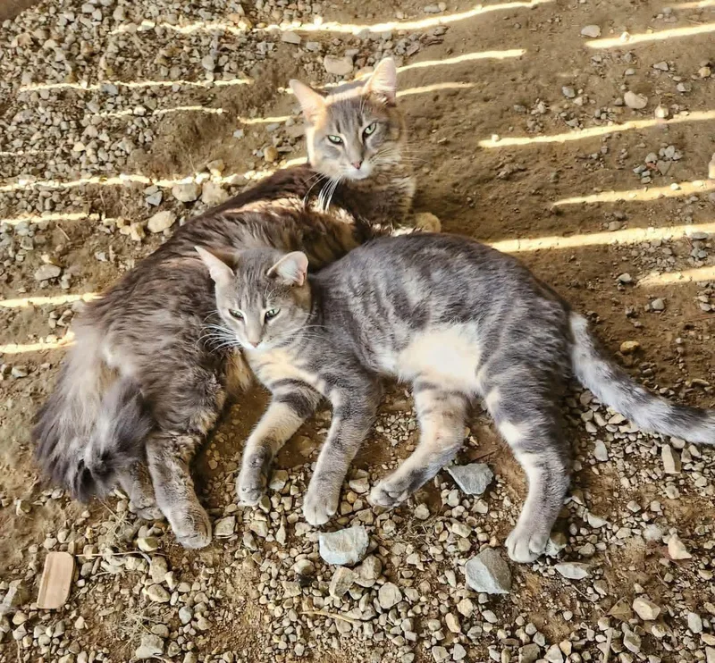 An adult large-sized male Domestic Medium Hair cat named Tommy & Cassie for adoption in Fort Payne, AL