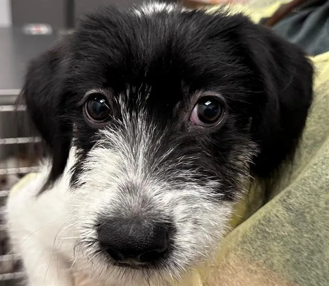 A baby small-sized female Terrier dog named A for adoption in Tucson, AZ