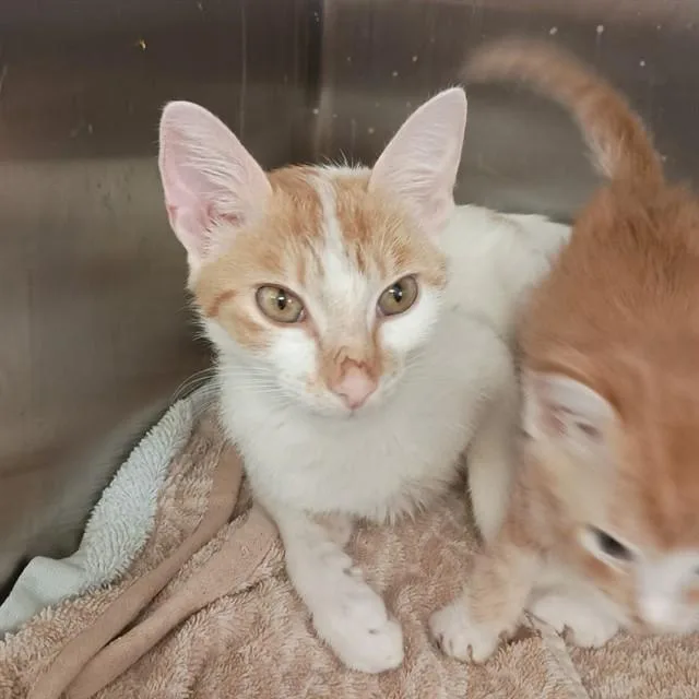 A young medium-sized female Domestic Short Hair cat named Katarina for adoption in Huntsville, AL