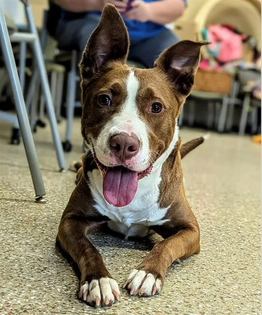 Daisy