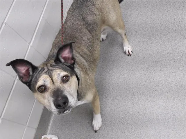 An adult large-sized female Siberian Husky dog named Kiya for adoption in Omaha, NE